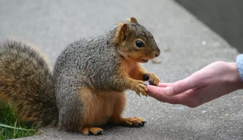 compassion